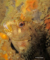 Tompot Blenny from Swanage Pier, UK.  Finally getting time to do a spot of UK diving and was really proud to conquer my dream of snapping one of these chappies!  Canon 980 with Canon Housing, Macro Mode and Camera's own flash 